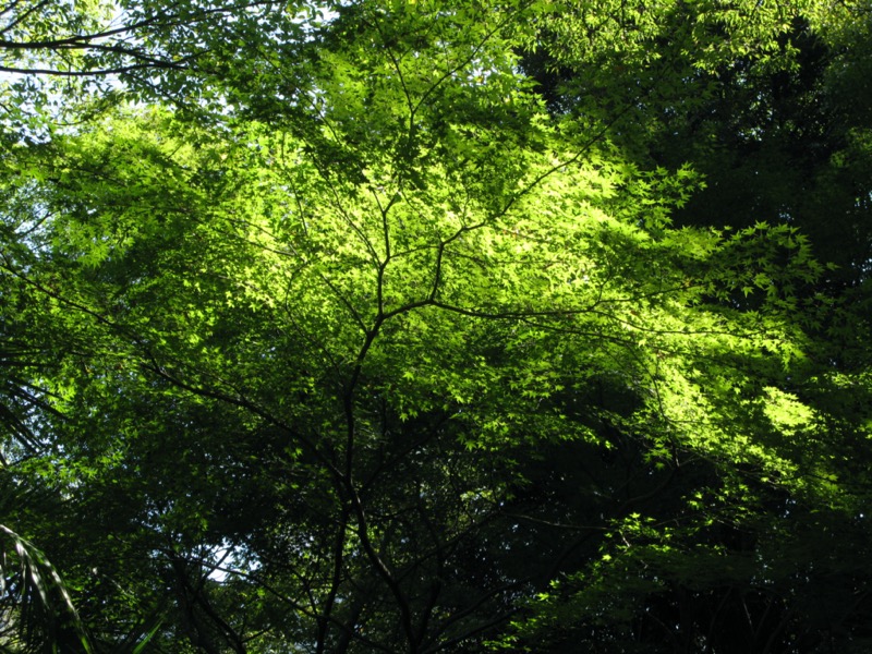 小石川後楽園