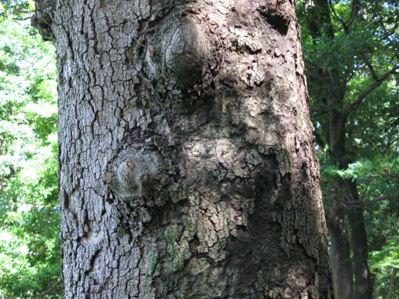 小石川後楽園