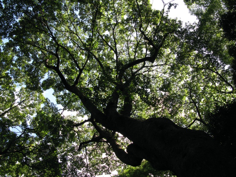 小石川後楽園