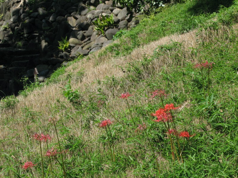 小石川後楽園