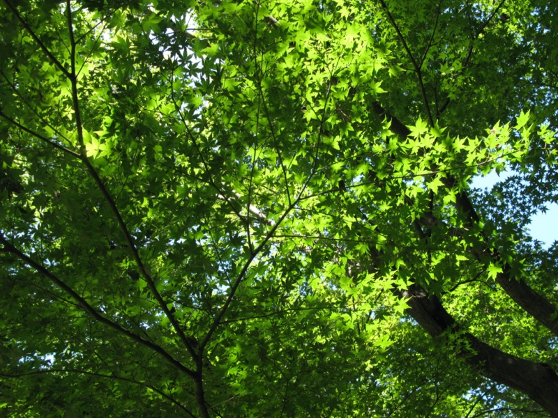 小石川後楽園