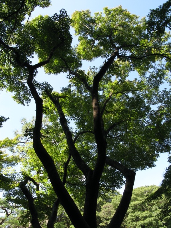 小石川後楽園