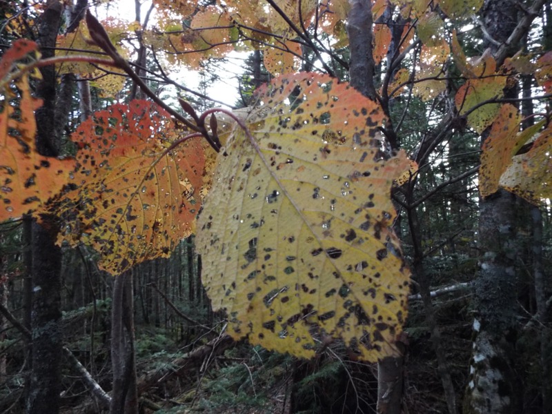 蓼科山