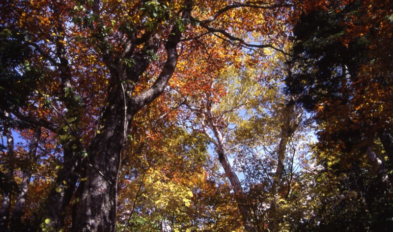 燧ヶ岳