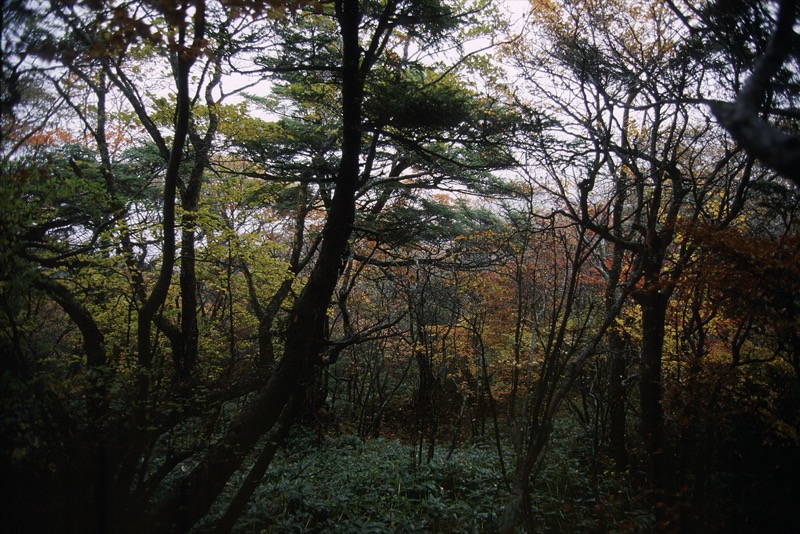 鶏頂山