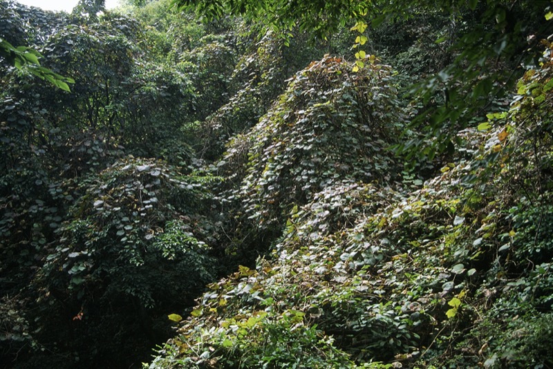 茅ヶ岳