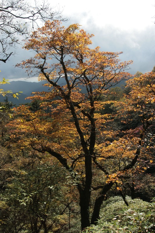 笠取山