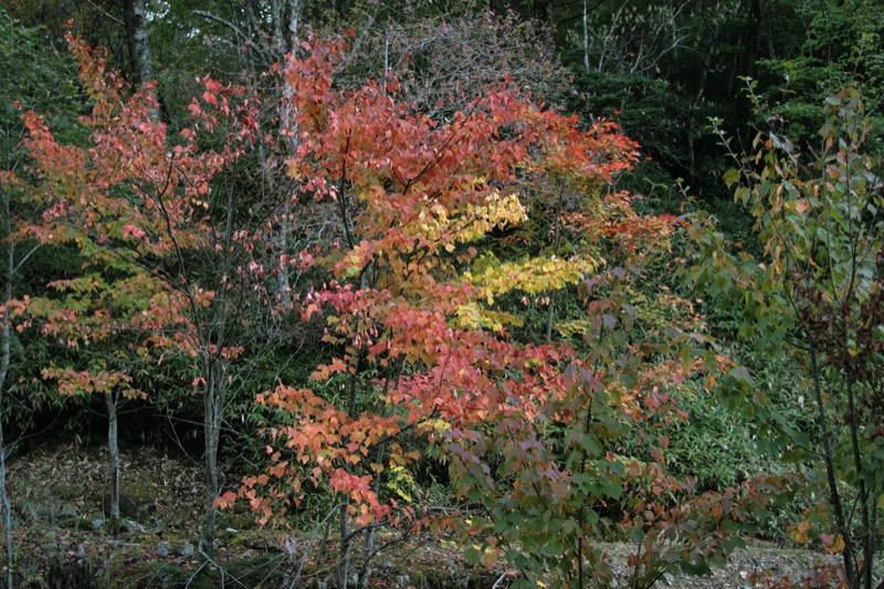 笠取山