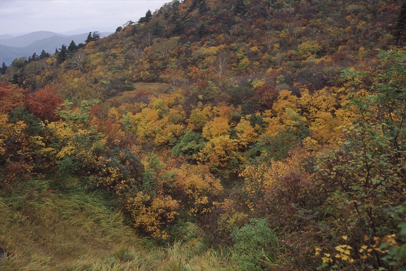 栗駒山