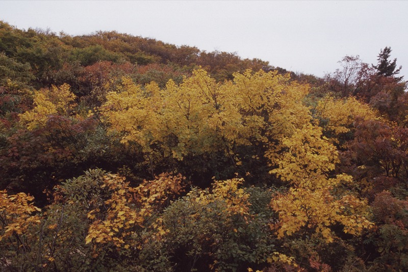 栗駒山