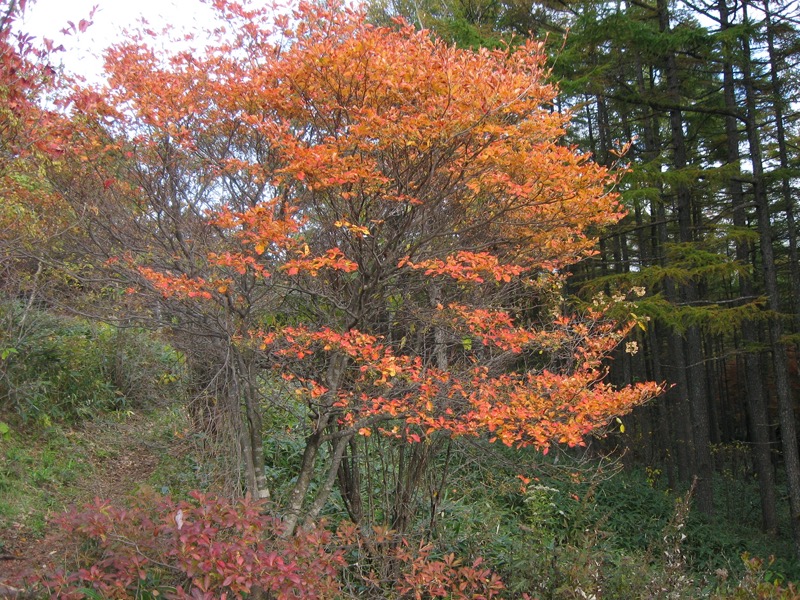 湯ノ丸山