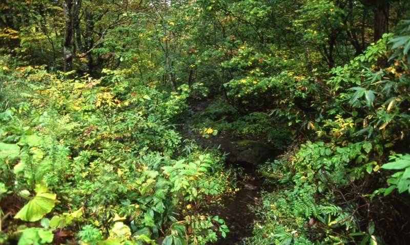 秋田駒ヶ岳