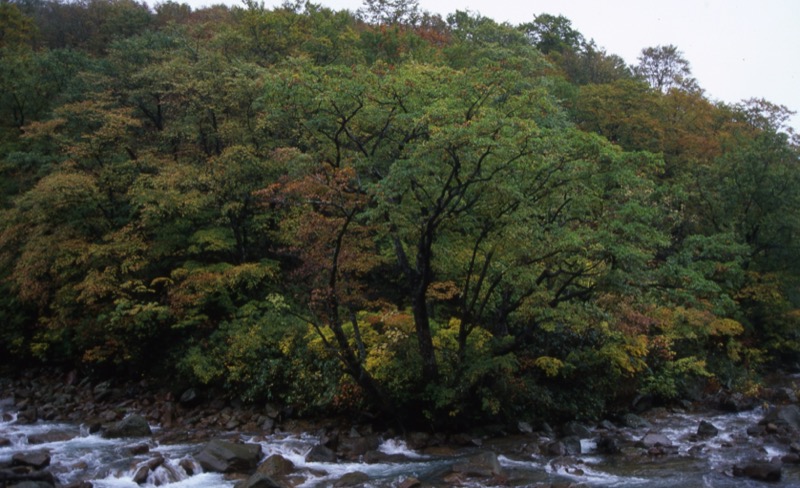 秋田駒ヶ岳