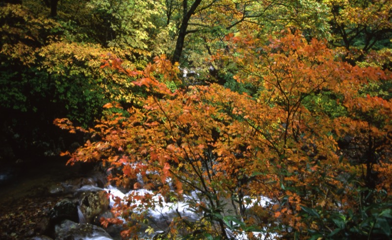 秋田駒ヶ岳