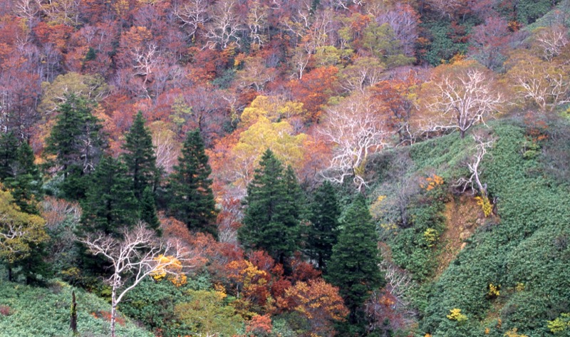 秋田駒ヶ岳