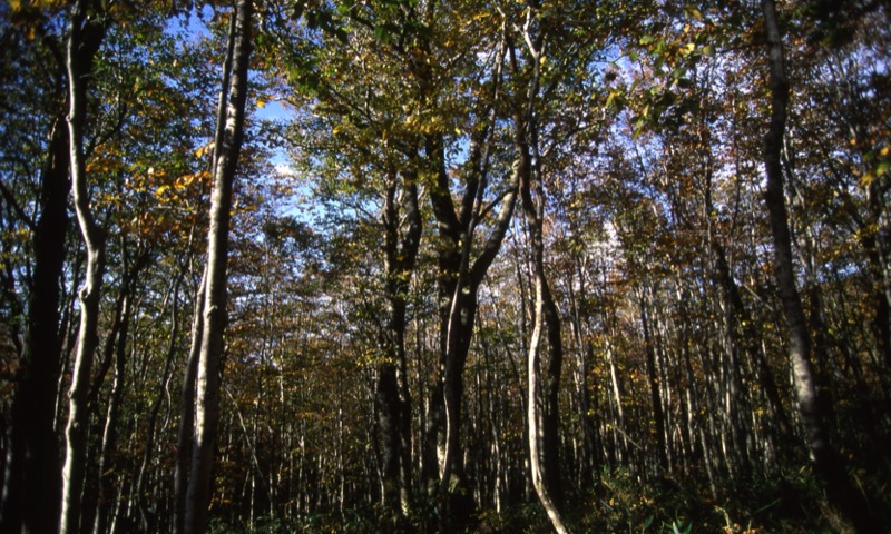 秋田駒ヶ岳