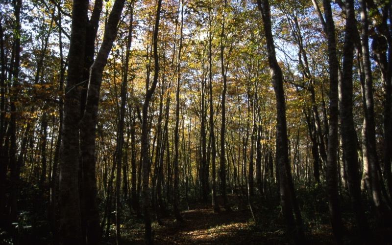 秋田駒ヶ岳