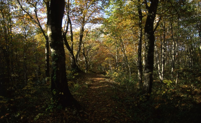 秋田駒ヶ岳