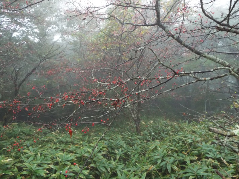 霧降高原