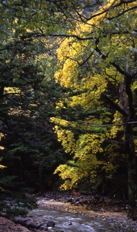 徳本峠