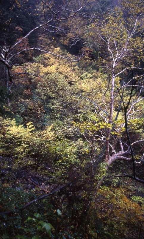 徳本峠