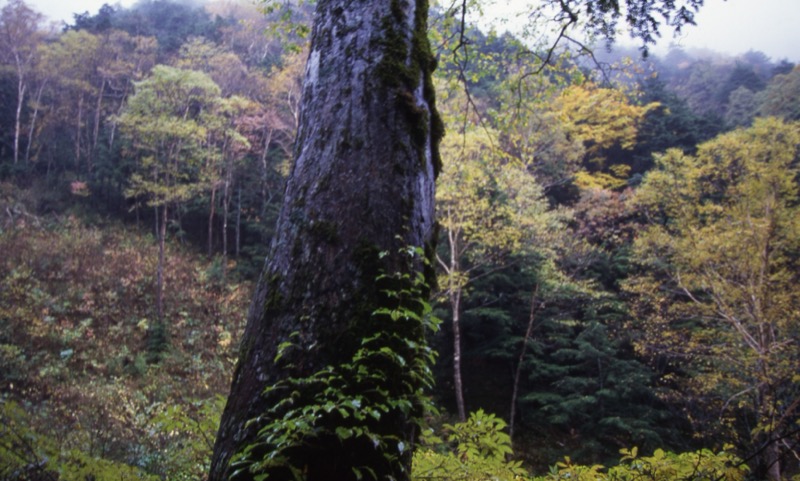 徳本峠