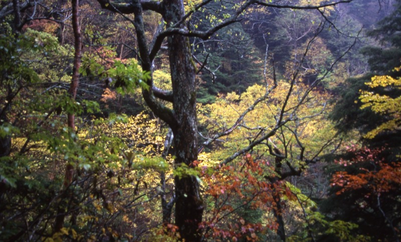 徳本峠