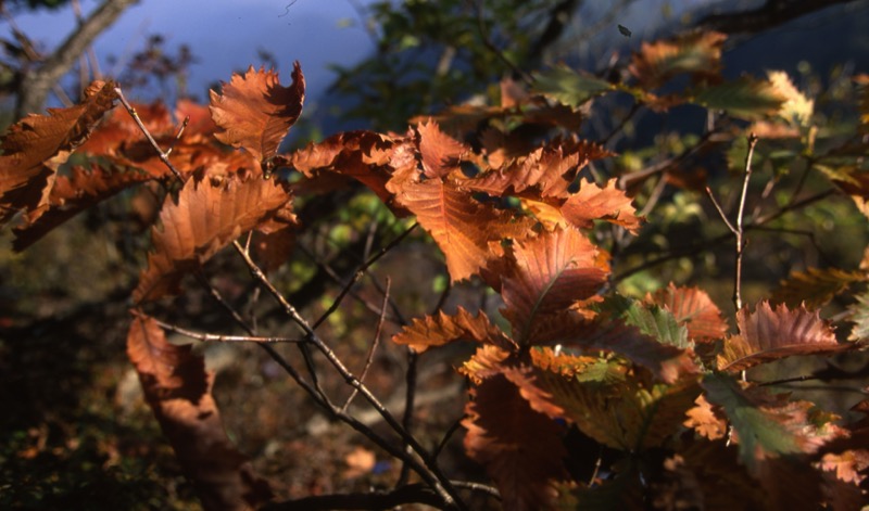 子持山