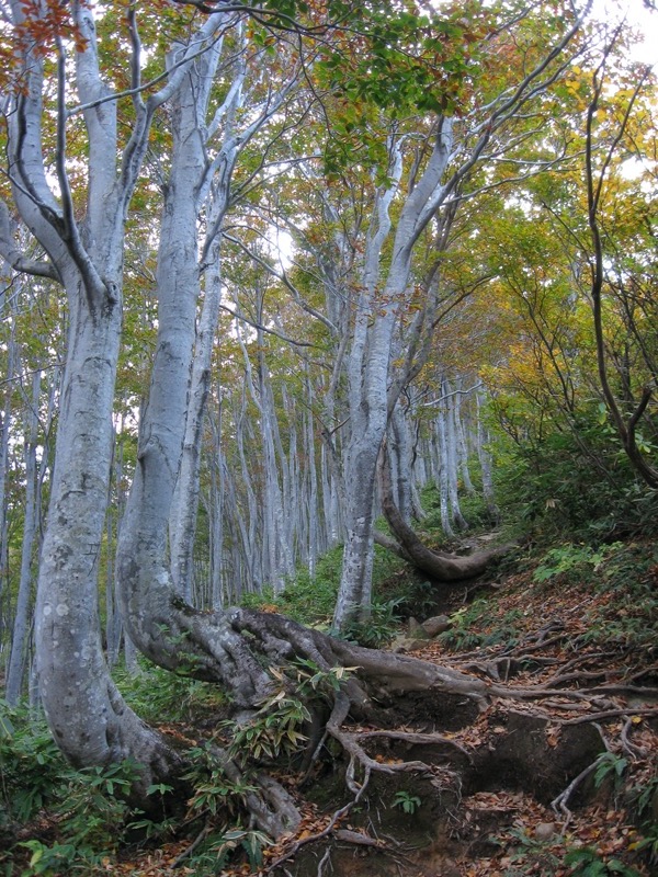 巻機山