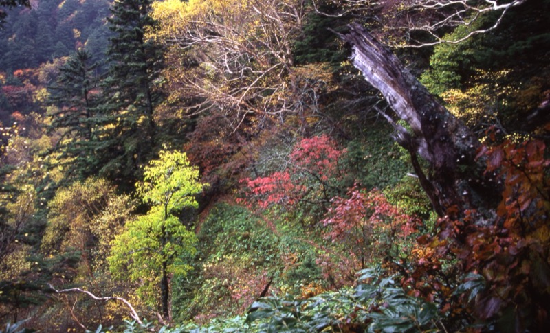 徳本峠