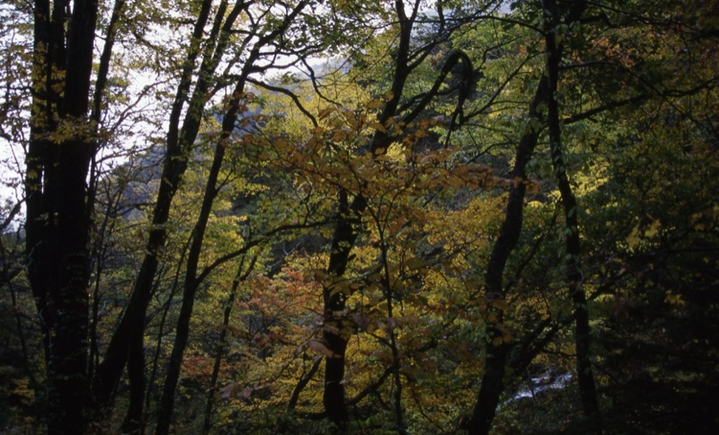 徳本峠