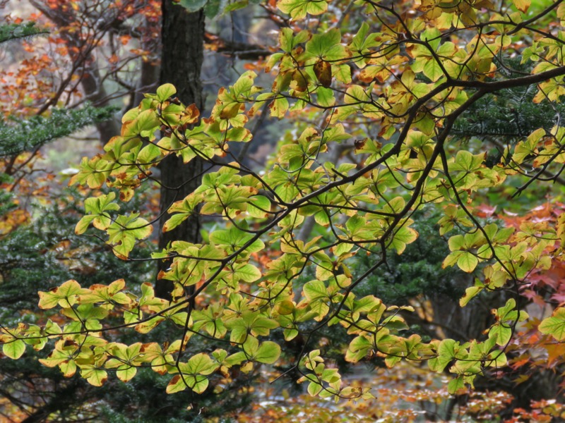 那須岳