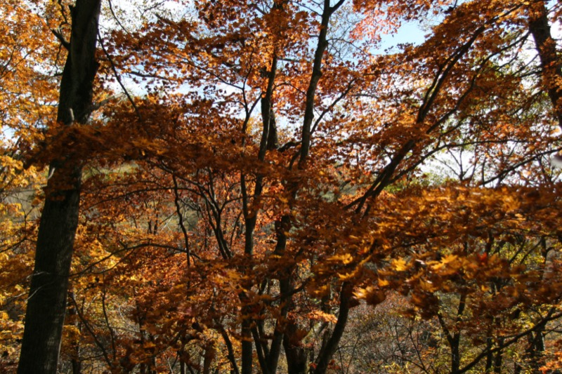 鼻曲山