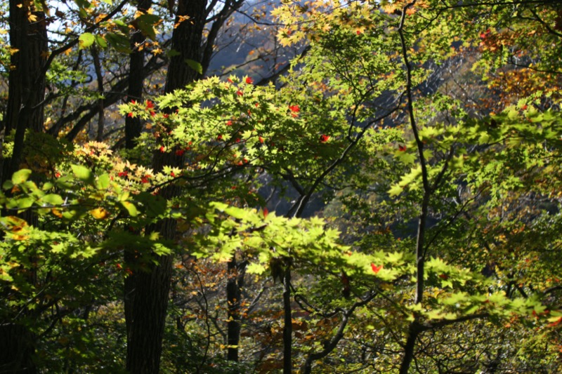 鼻曲山