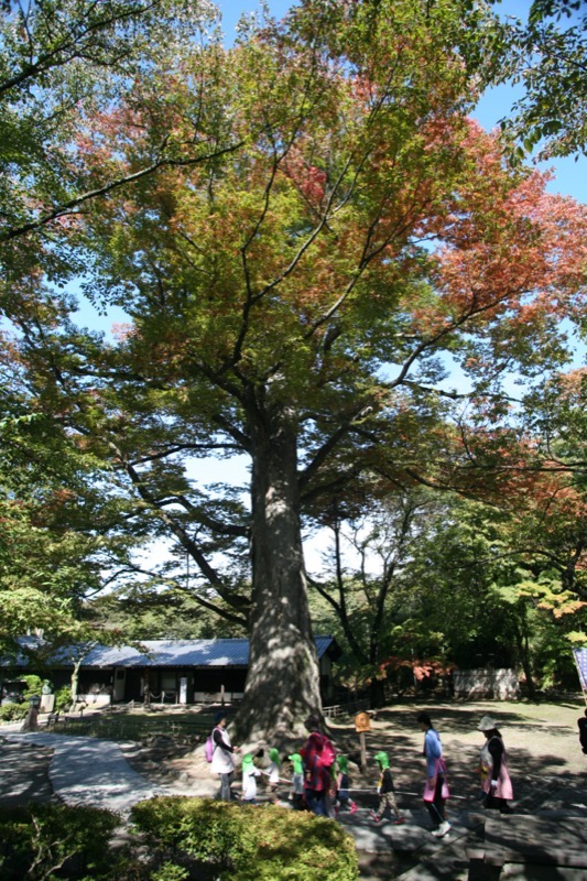 高峰高原