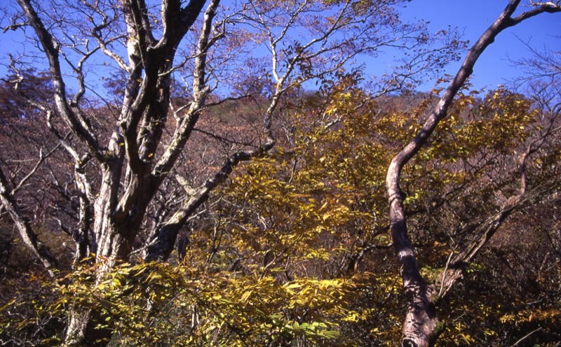 箱根・駒ヶ岳