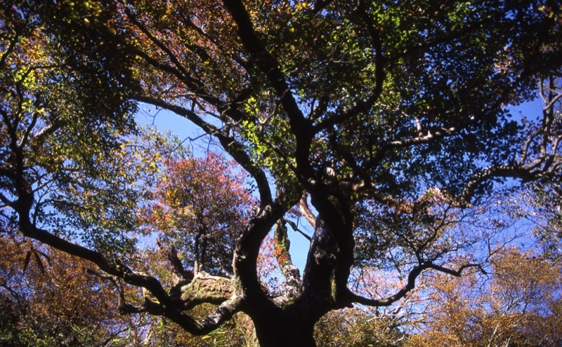 箱根・駒ヶ岳