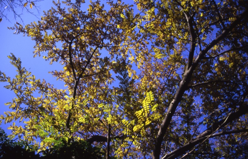 箱根・駒ヶ岳