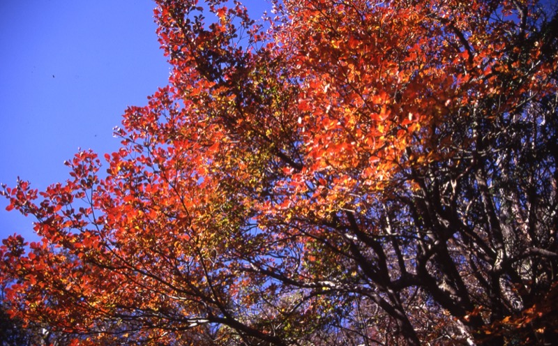 箱根・駒ヶ岳