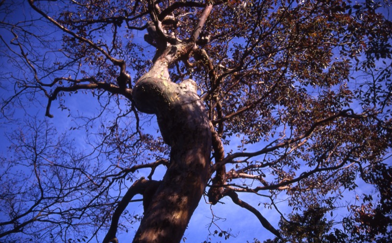 箱根・駒ヶ岳