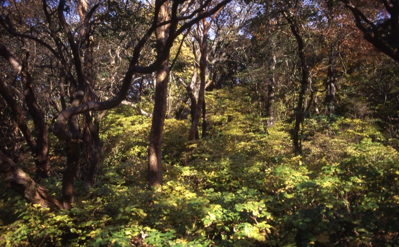 箱根・駒ヶ岳