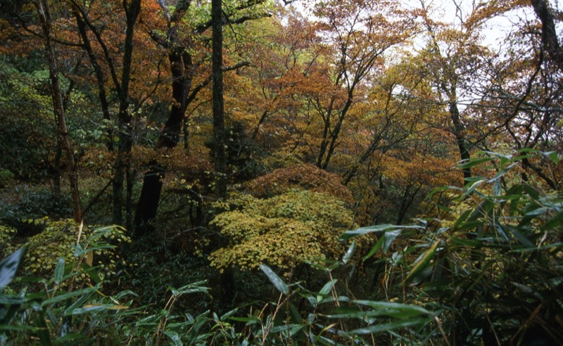 笠取山