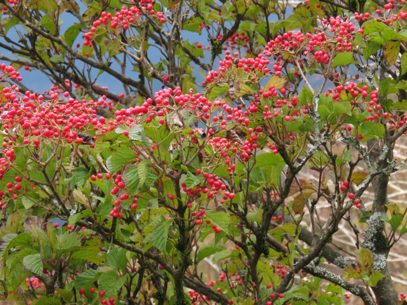 箱根・丸岳