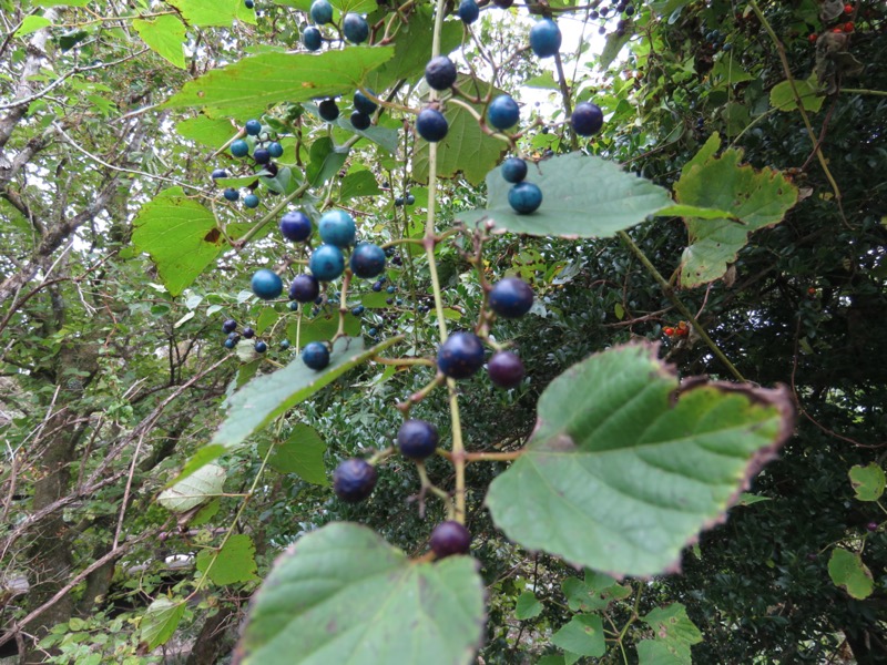 箱根・丸岳