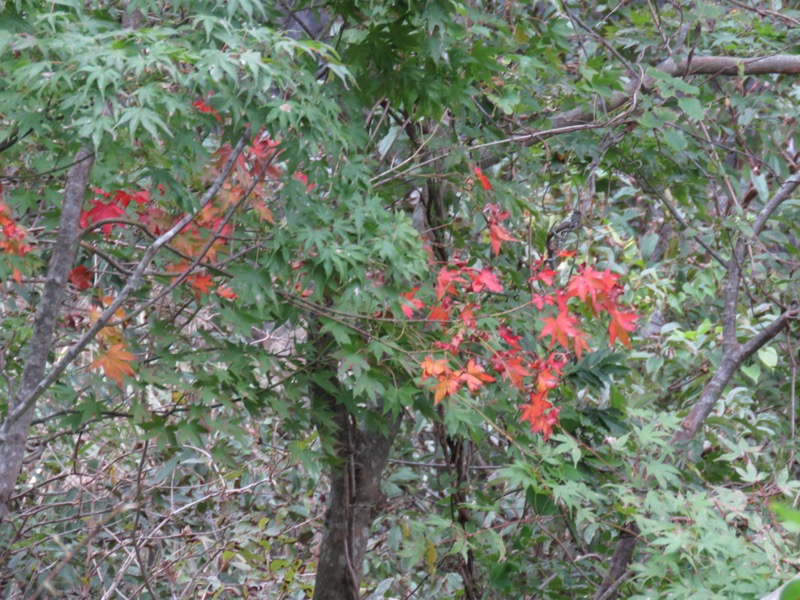 箱根・丸岳