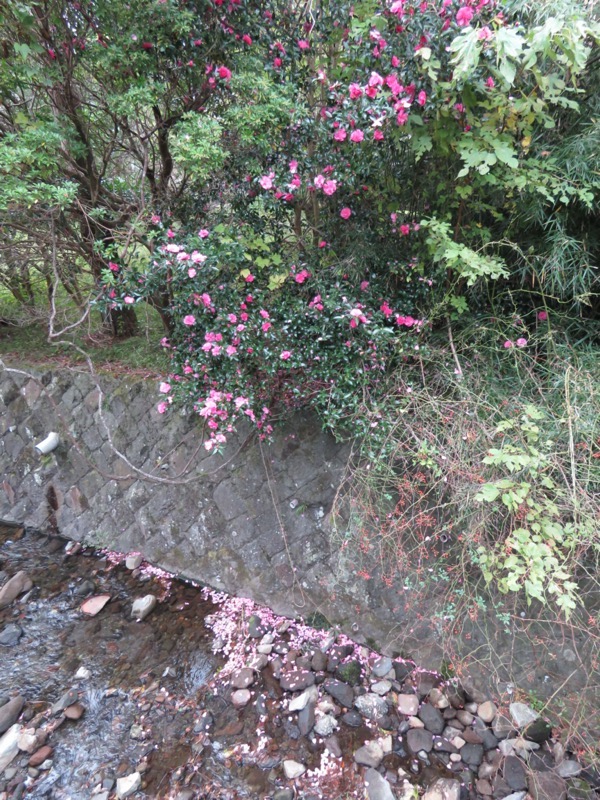 箱根・丸岳