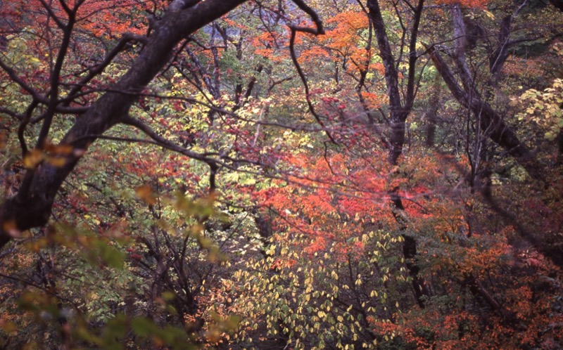 鼻曲山