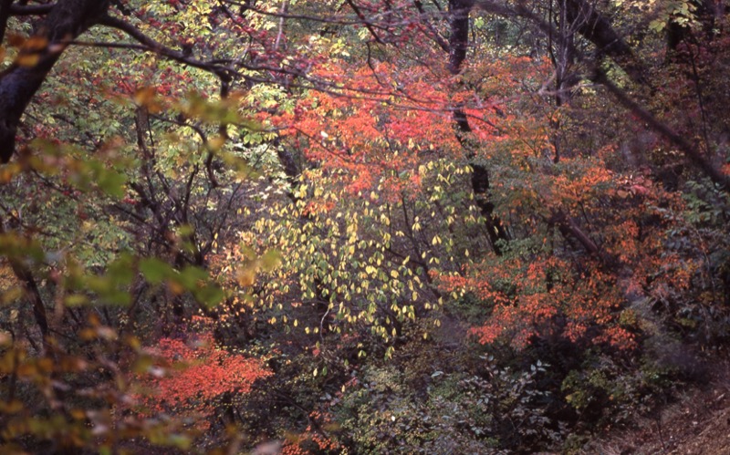 鼻曲山