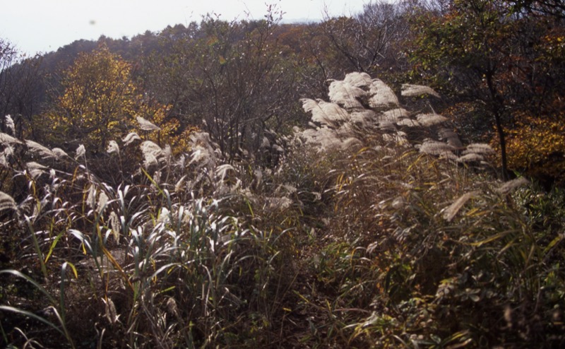 子持山