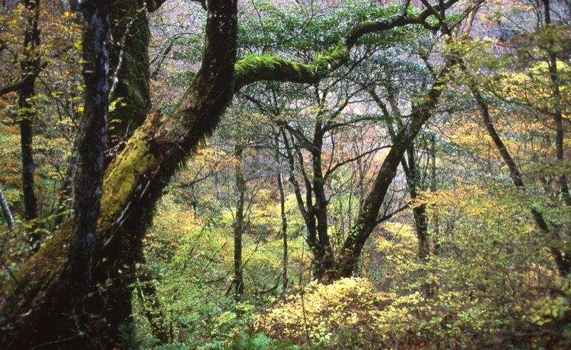 両神山